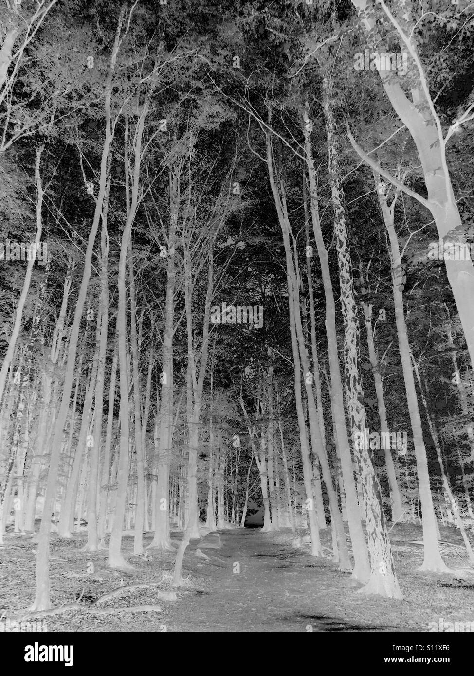 Surreal forest - Smartphone Captured Stock Image Surreal forest - Smartphone Captured Stock Image