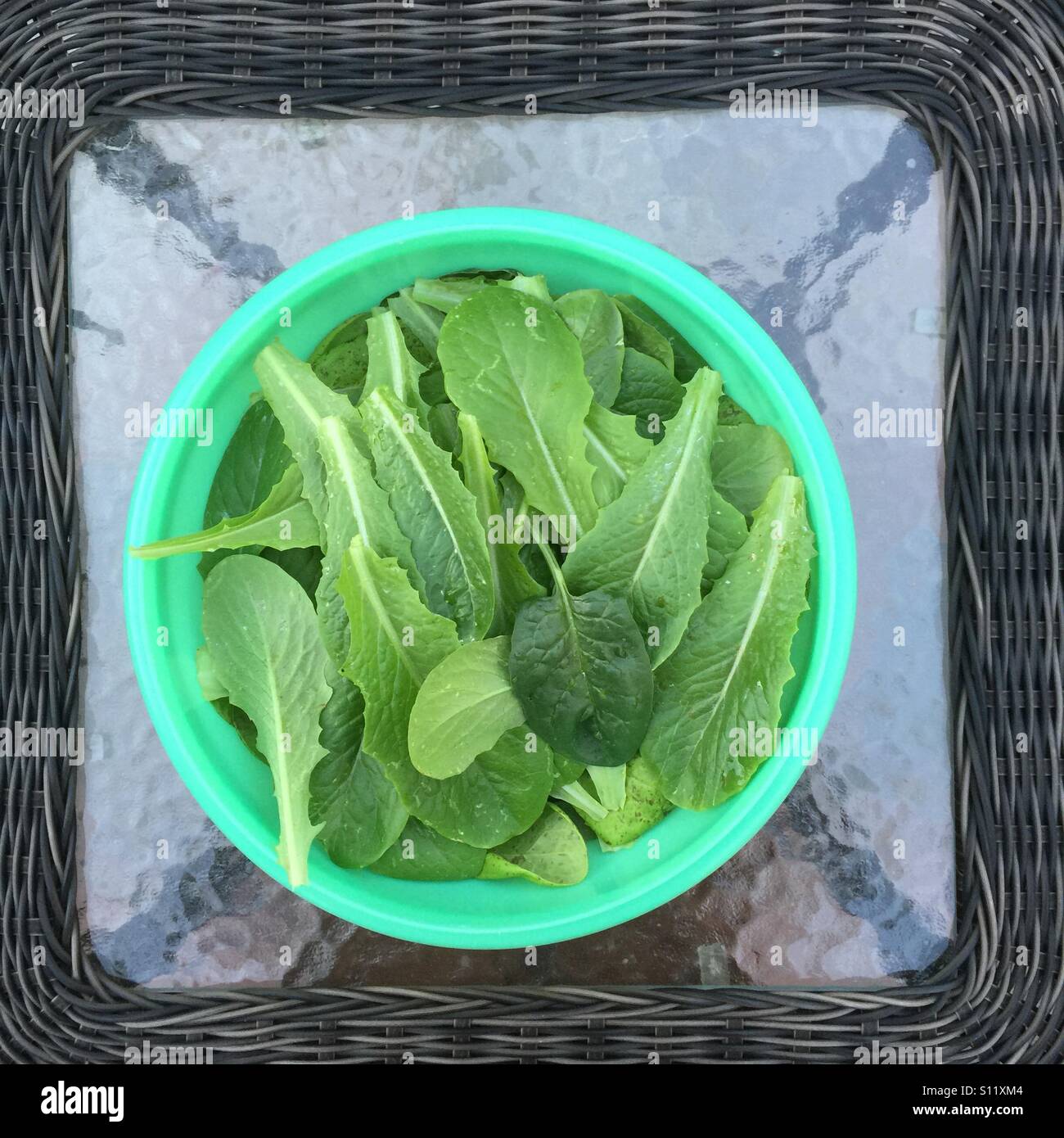 Freshly picked lettuce from the micro garden. - Smartphone Captured Stock Image