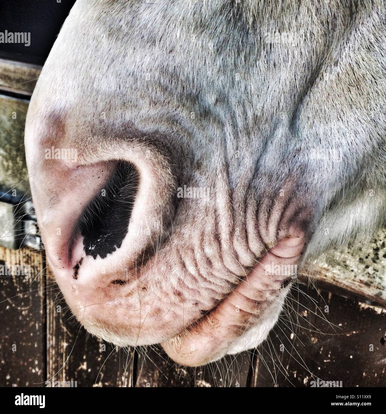 A close up of a horses mouth Stock Photo Alamy