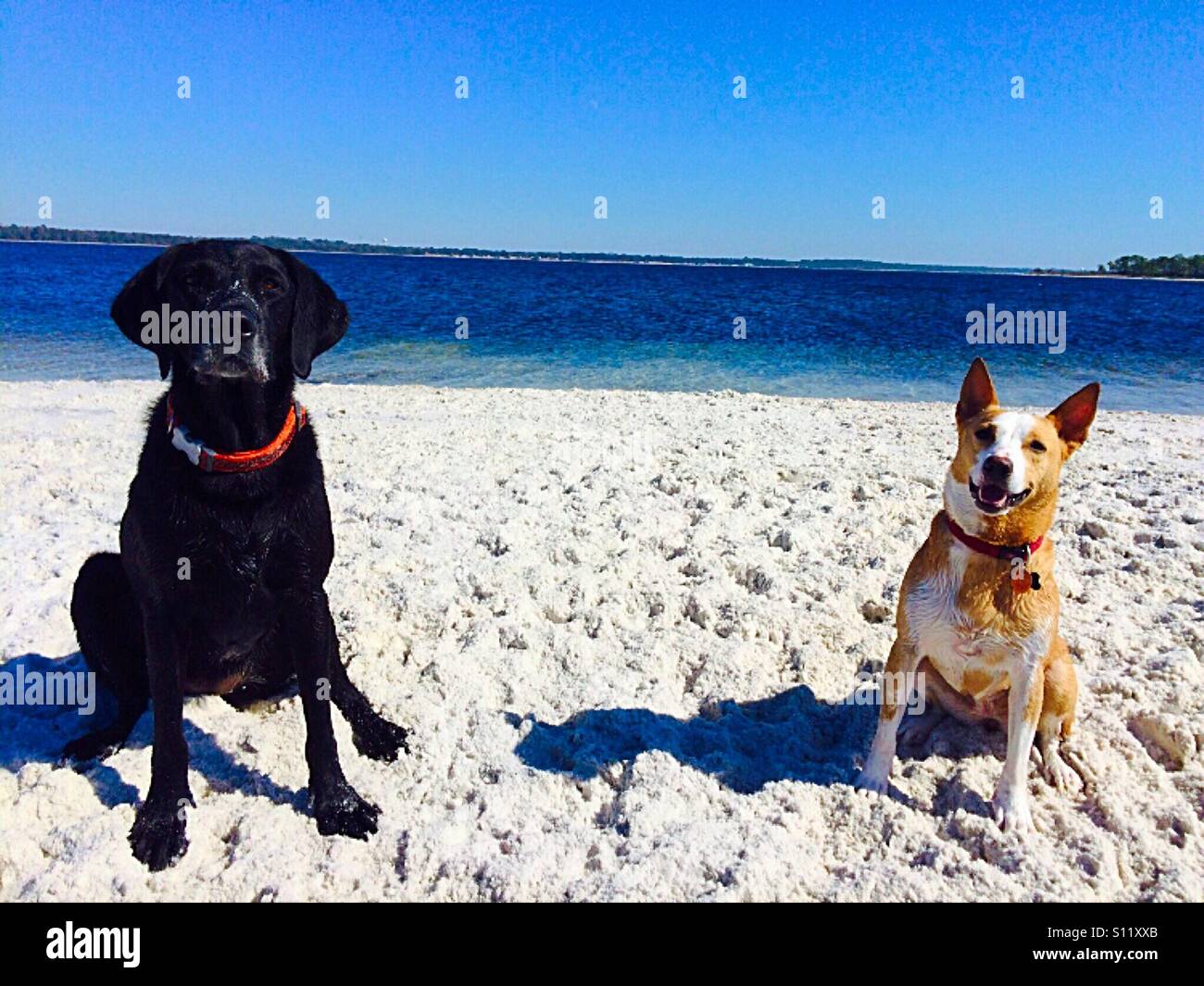 Good dogs. Panama City Beach, FL Shell Island Stock Photo Alamy