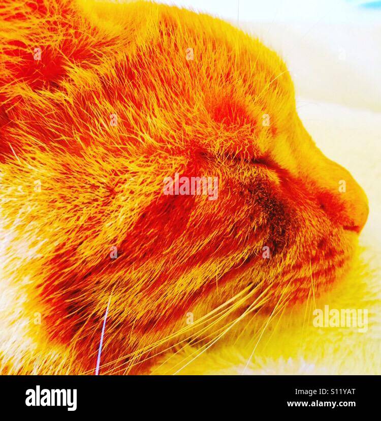 Ginger Tom cat sleeping Stock Photo Alamy