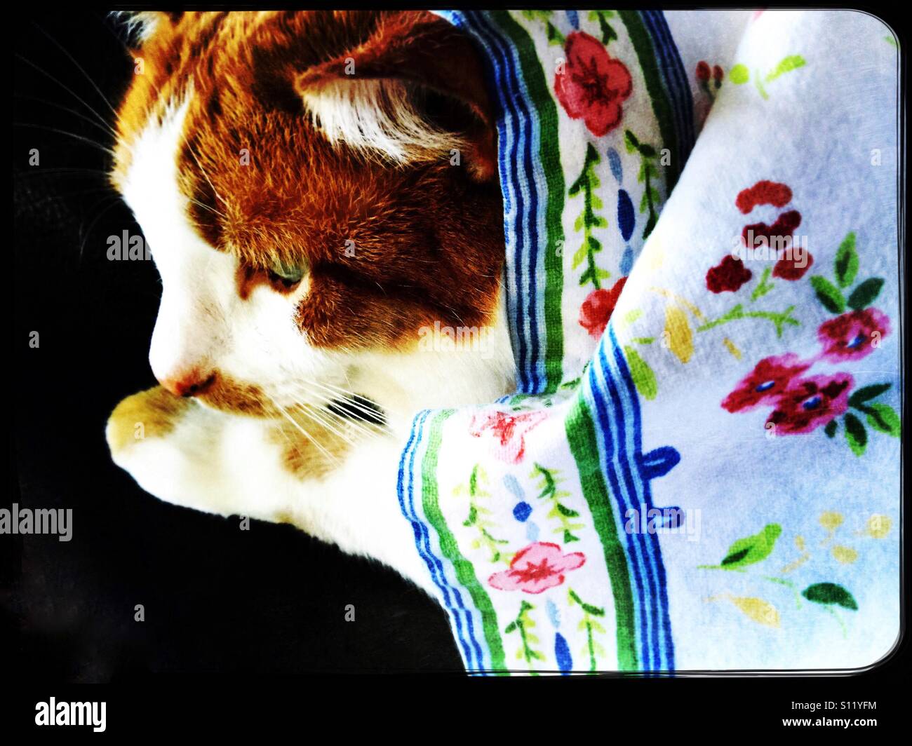 Cat with floral cloth - Smartphone Captured Stock Image