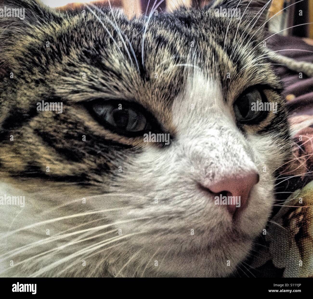 Mulan Close-up - Smartphone Captured Stock Image