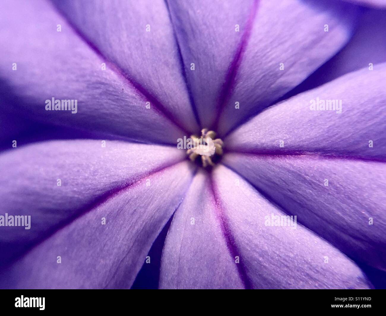 Extreme close up of a plumbago blossom - Smartphone Captured Stock Image