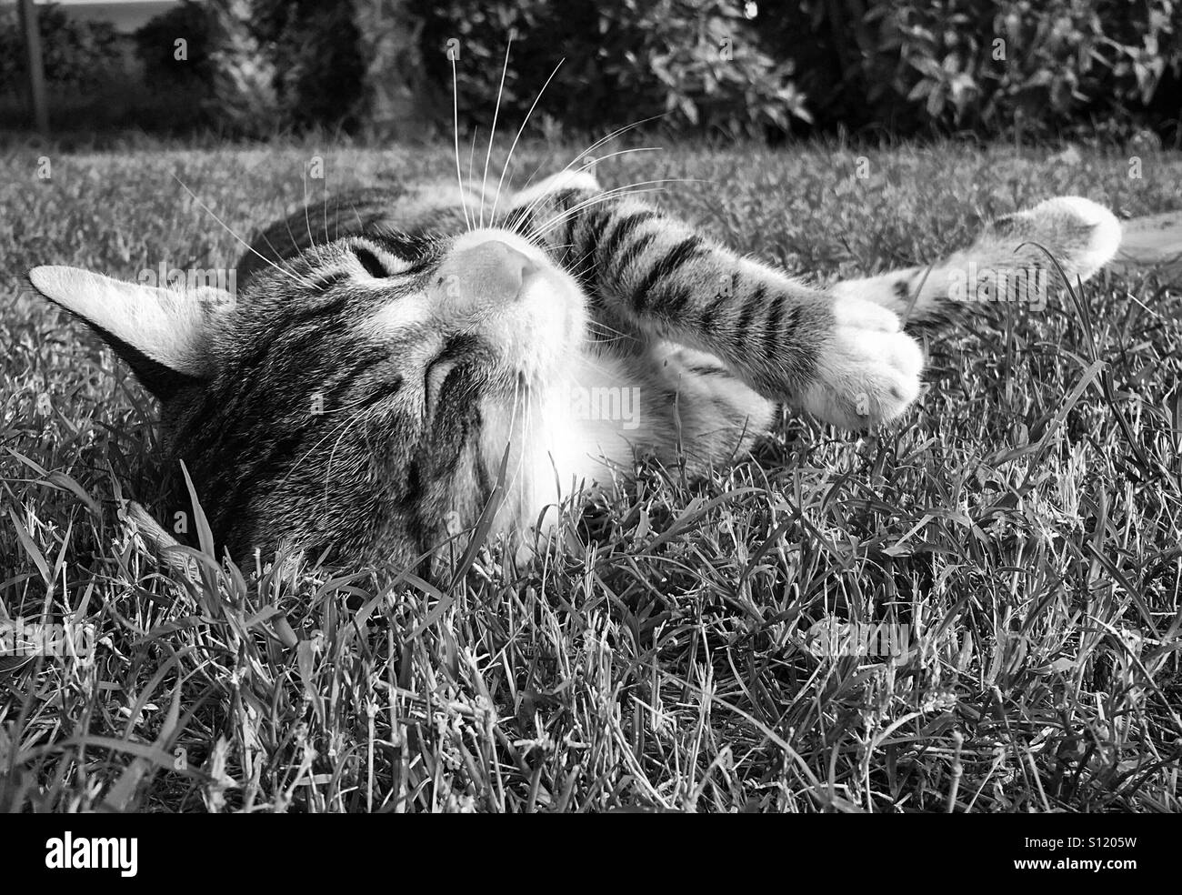 Black and white image of tabby cat rolling in the grass Stock Photo Alamy