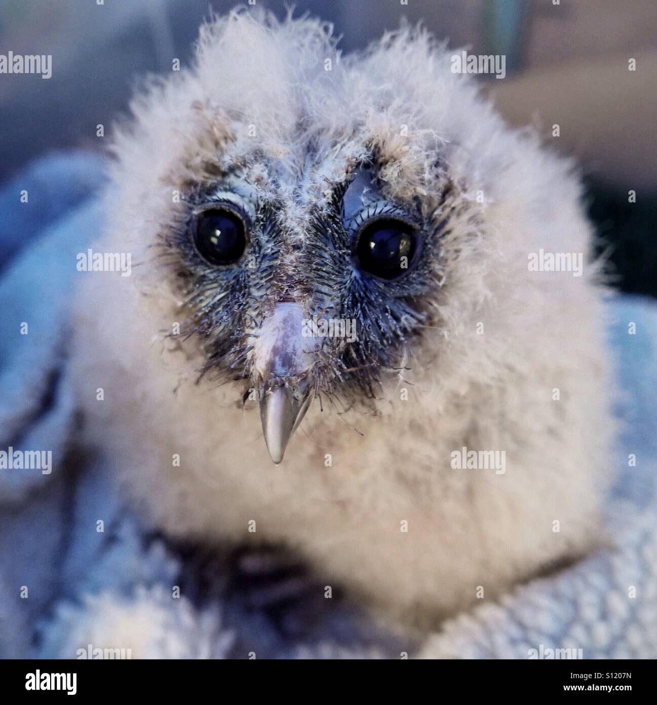Ashy faced owl chick - Smartphone Captured Stock Image