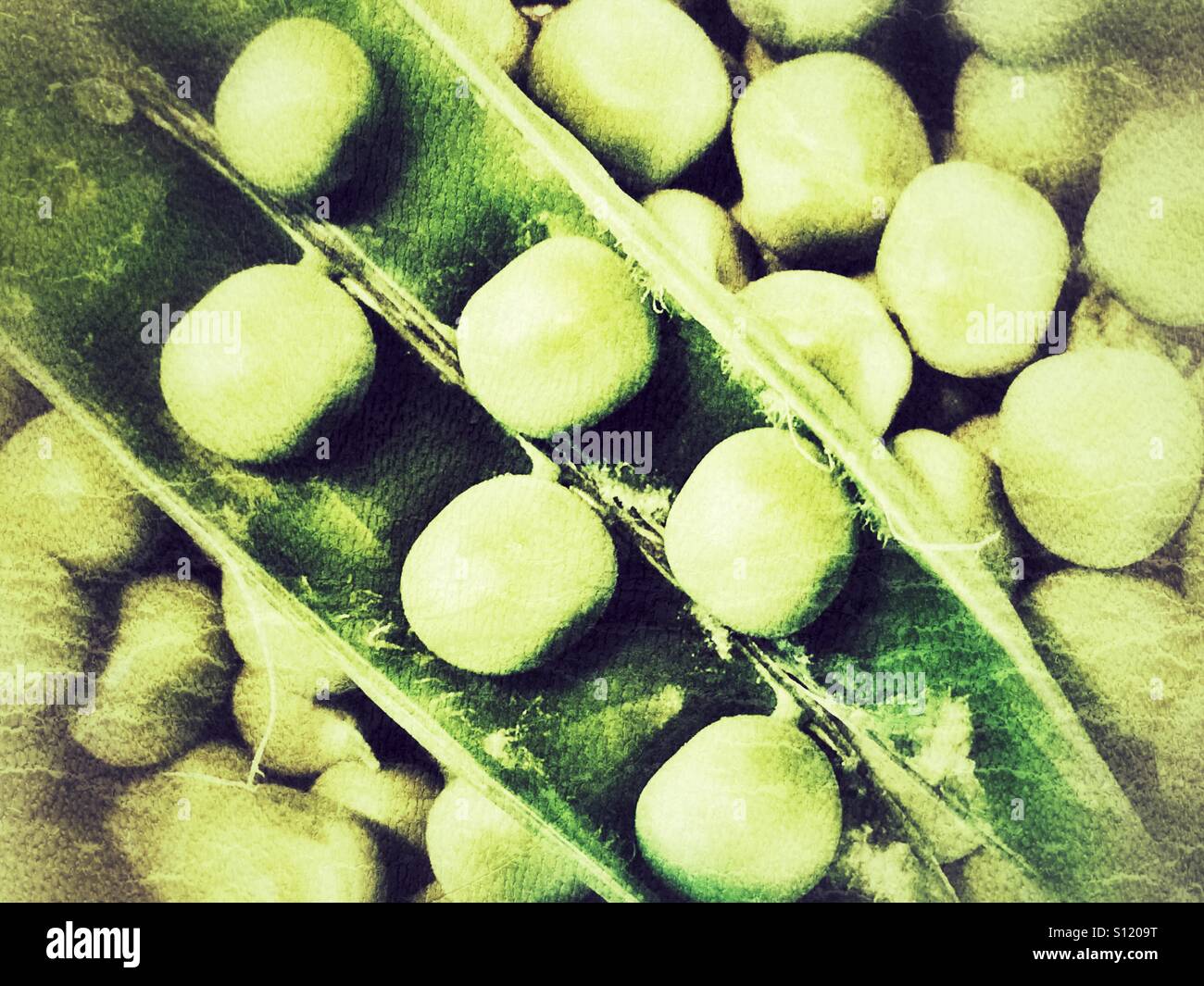 Peas in a pod on top of shelled peas Stock Photo