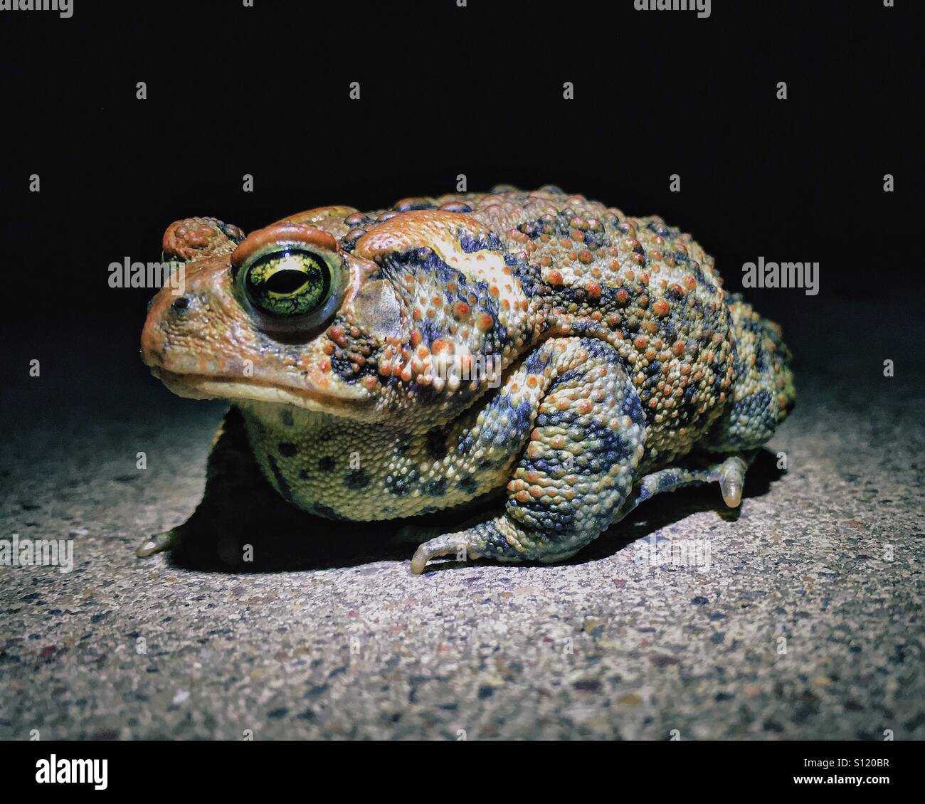 Toad at night Stock Photo Alamy