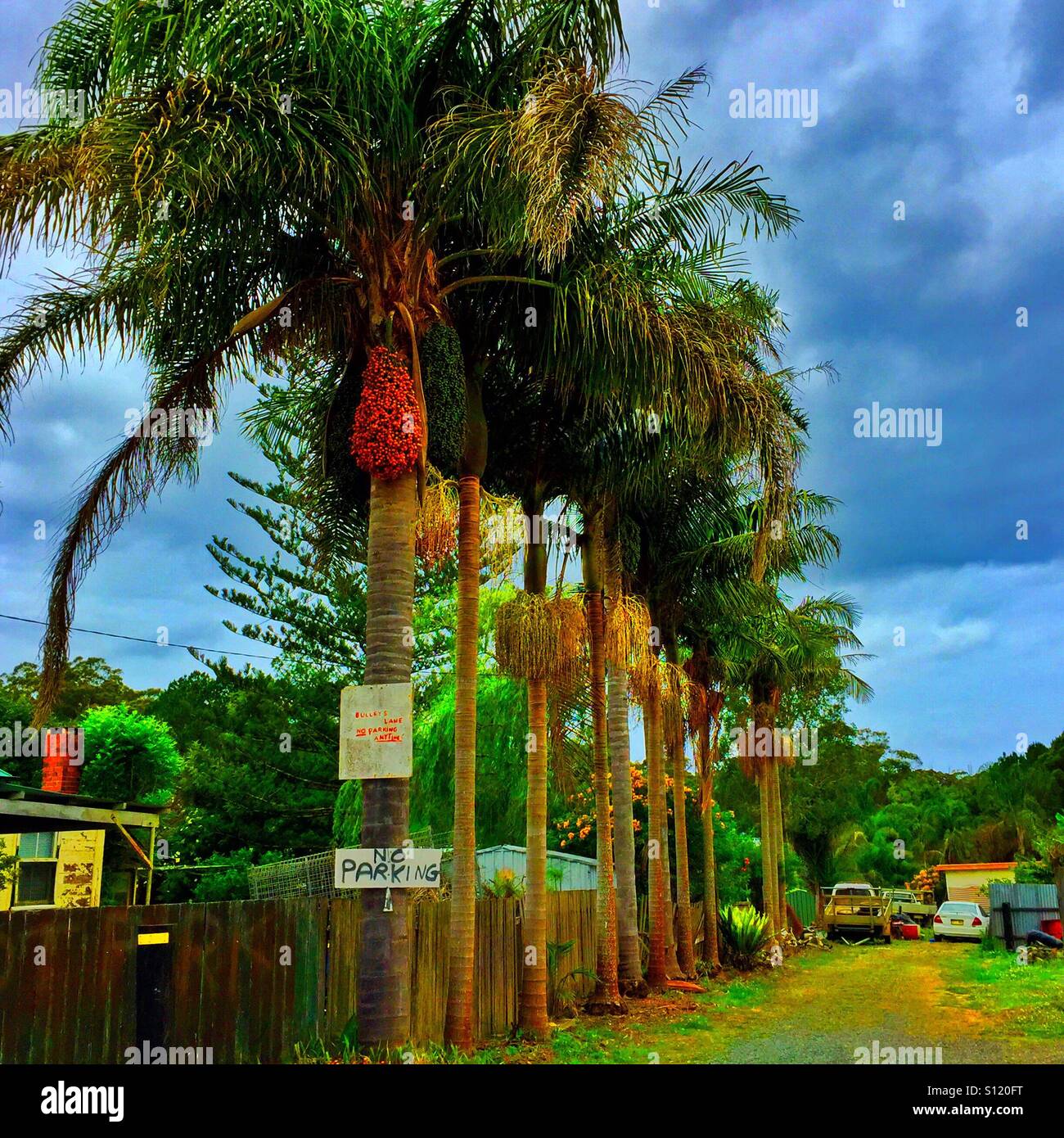 Row of palm trees and no parking sign - Smartphone Captured Stock Image Row of palm trees and no parking sign - Smartphone Captured Stock Image