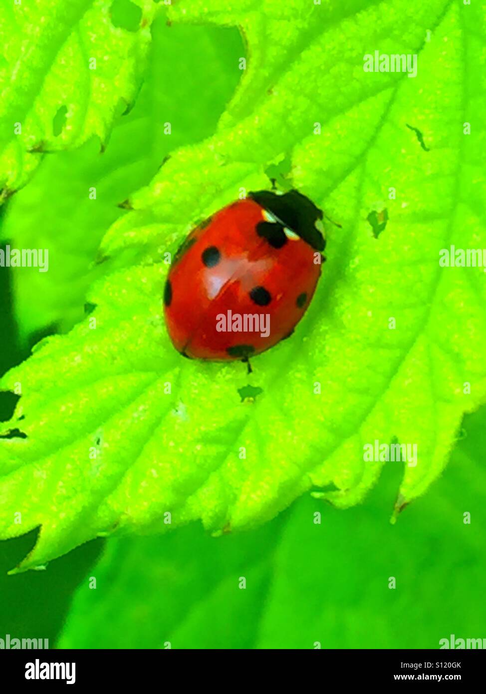Ladybug on a leaf - Smartphone Captured Stock Image