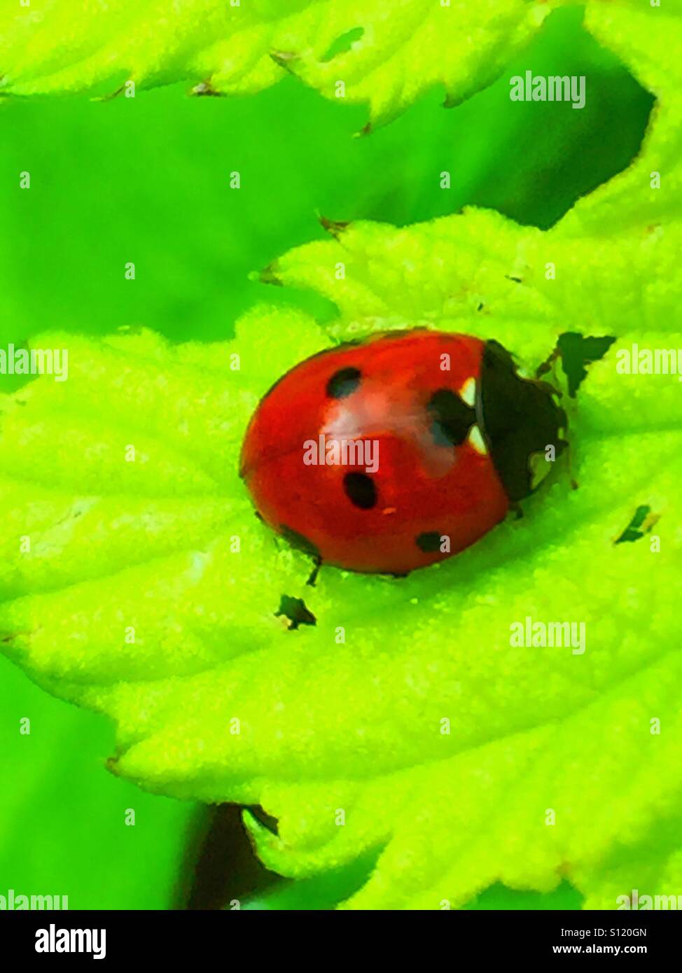 Ladybug on a leaf - Smartphone Captured Stock Image