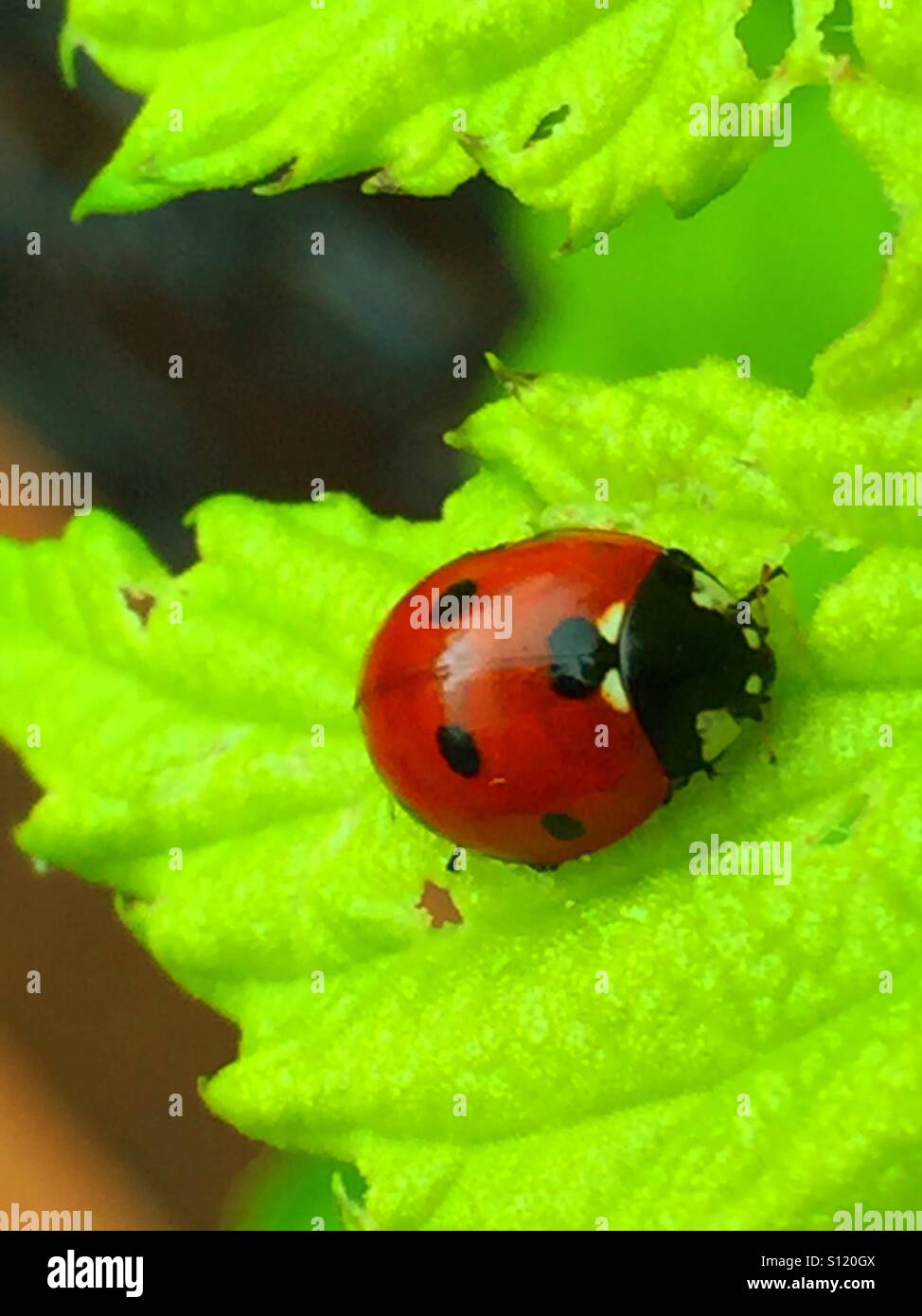 Garden allies, ladybug - Smartphone Captured Stock Image