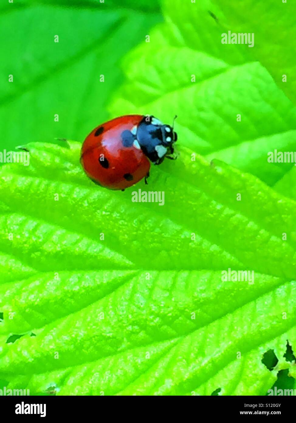 Garden allies, ladybug - Smartphone Captured Stock Image