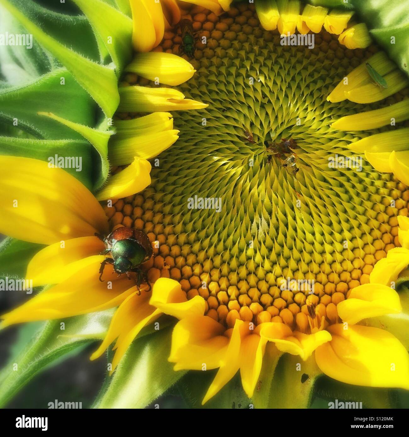 A Japanese beetle staring down the camera from its place on a sunflower. - Smartphone Captured Stock Image
