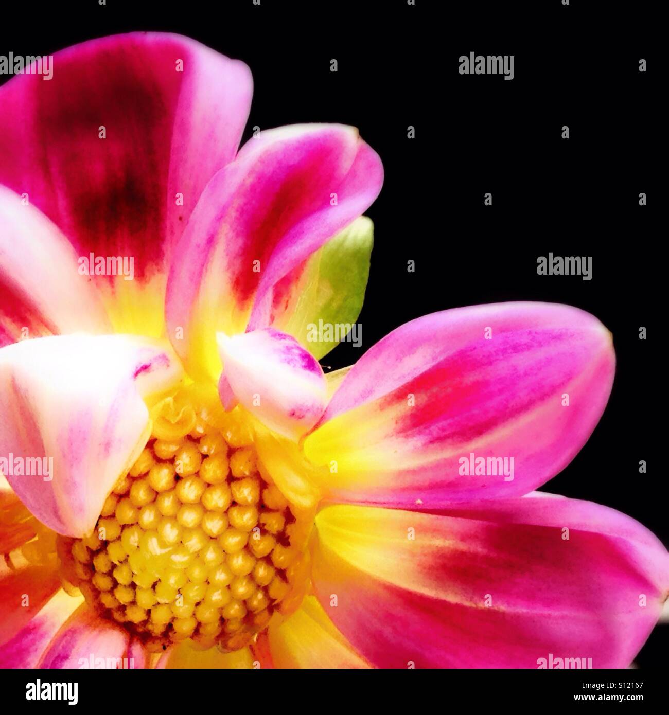 Pink Dahlia close up - Smartphone Captured Stock Image