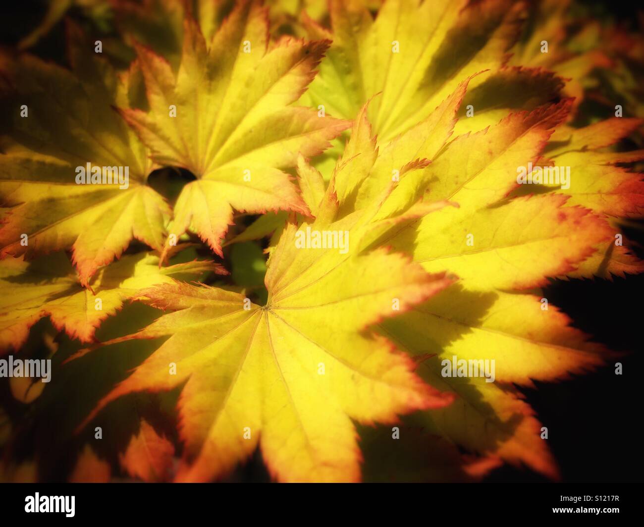 Close up of leaves if acer tree Stock Photo Alamy