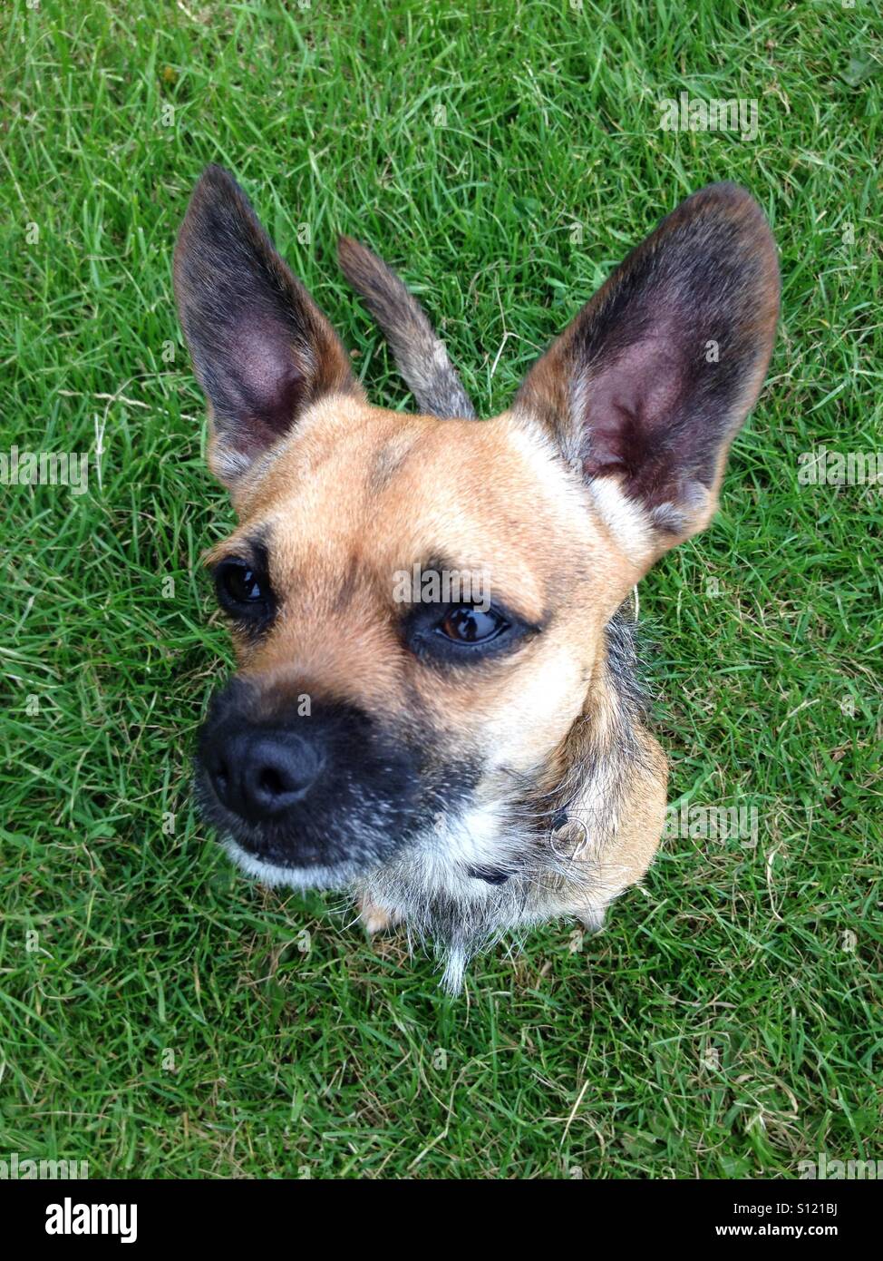 Cute dog with big ears Stock Photo Alamy