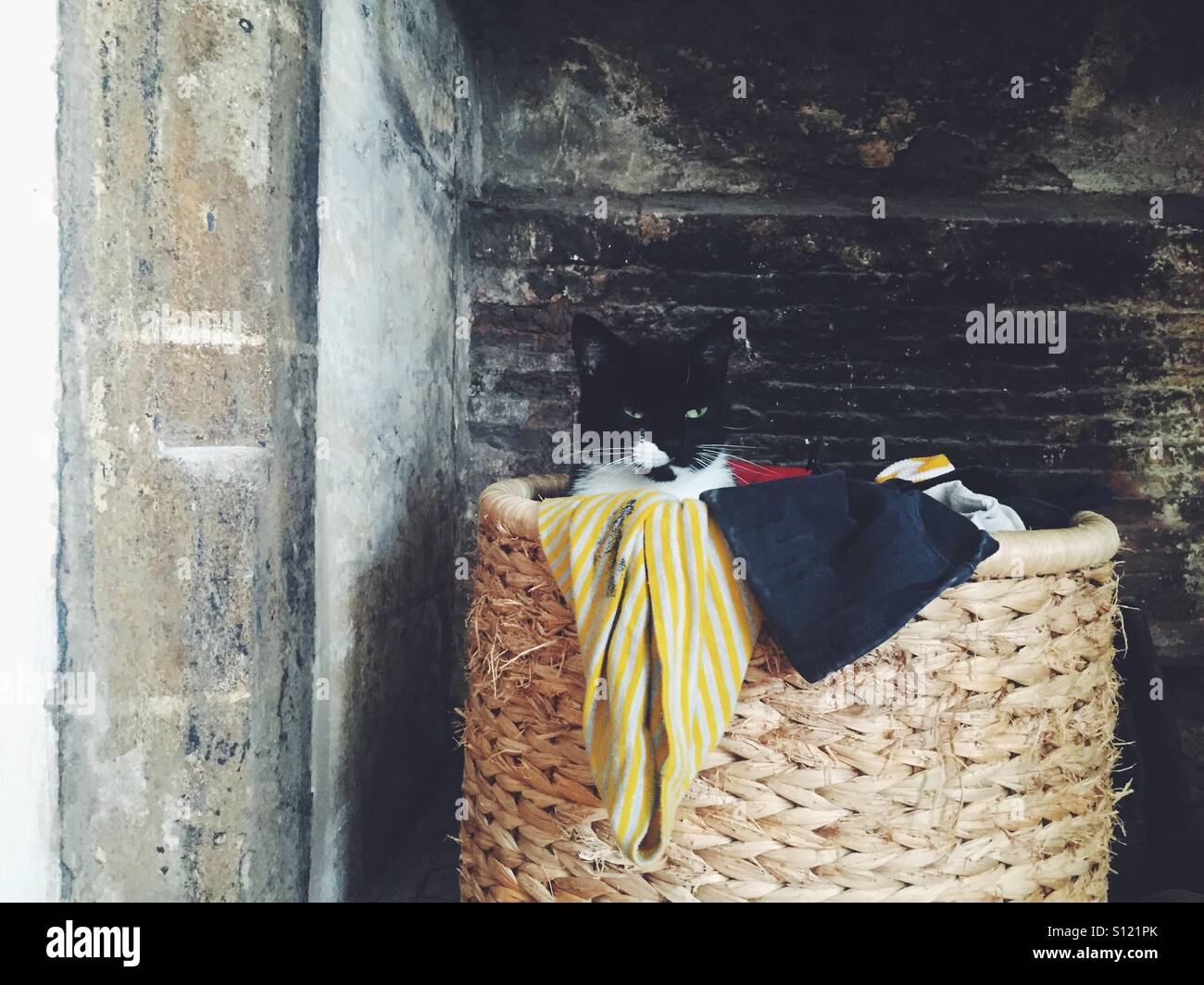 Cat in a laundry basket Stock Photo Alamy
