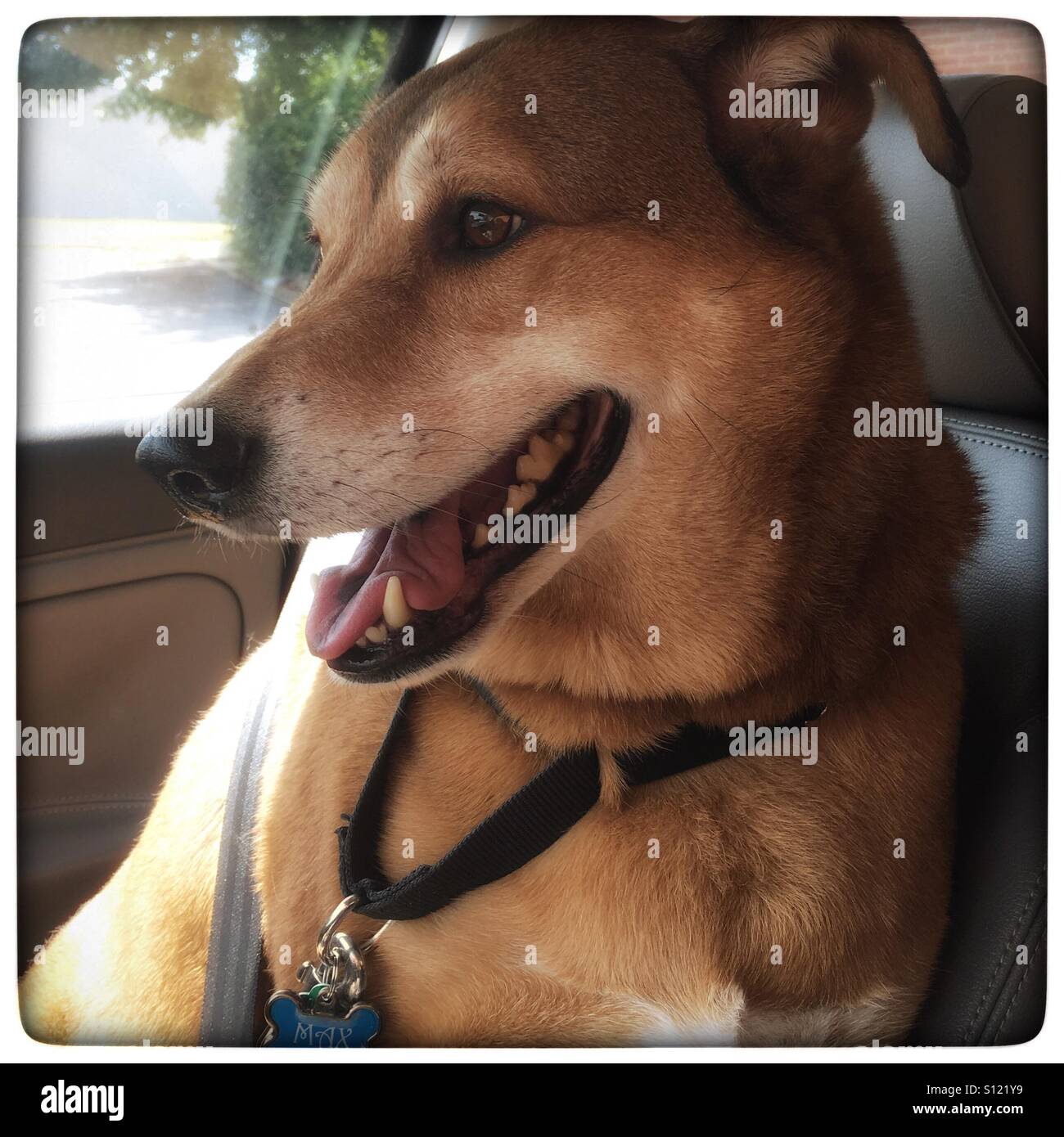 Should My Dog Wear A Seatbelt