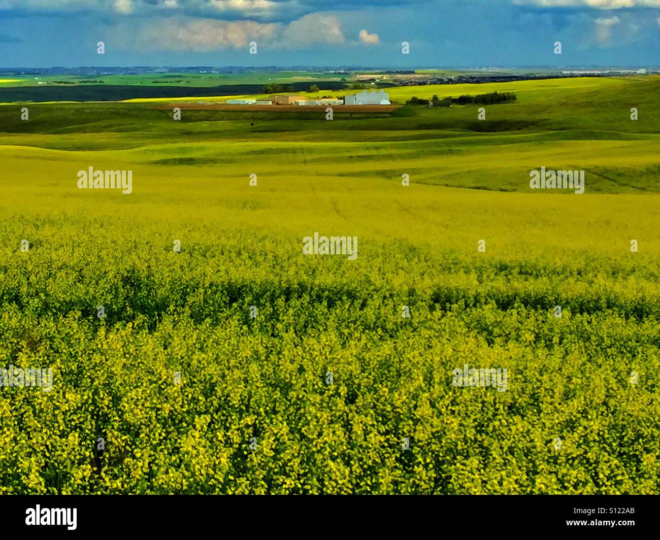 Field of canola and farm buildings - Smartphone Captured Stock Image