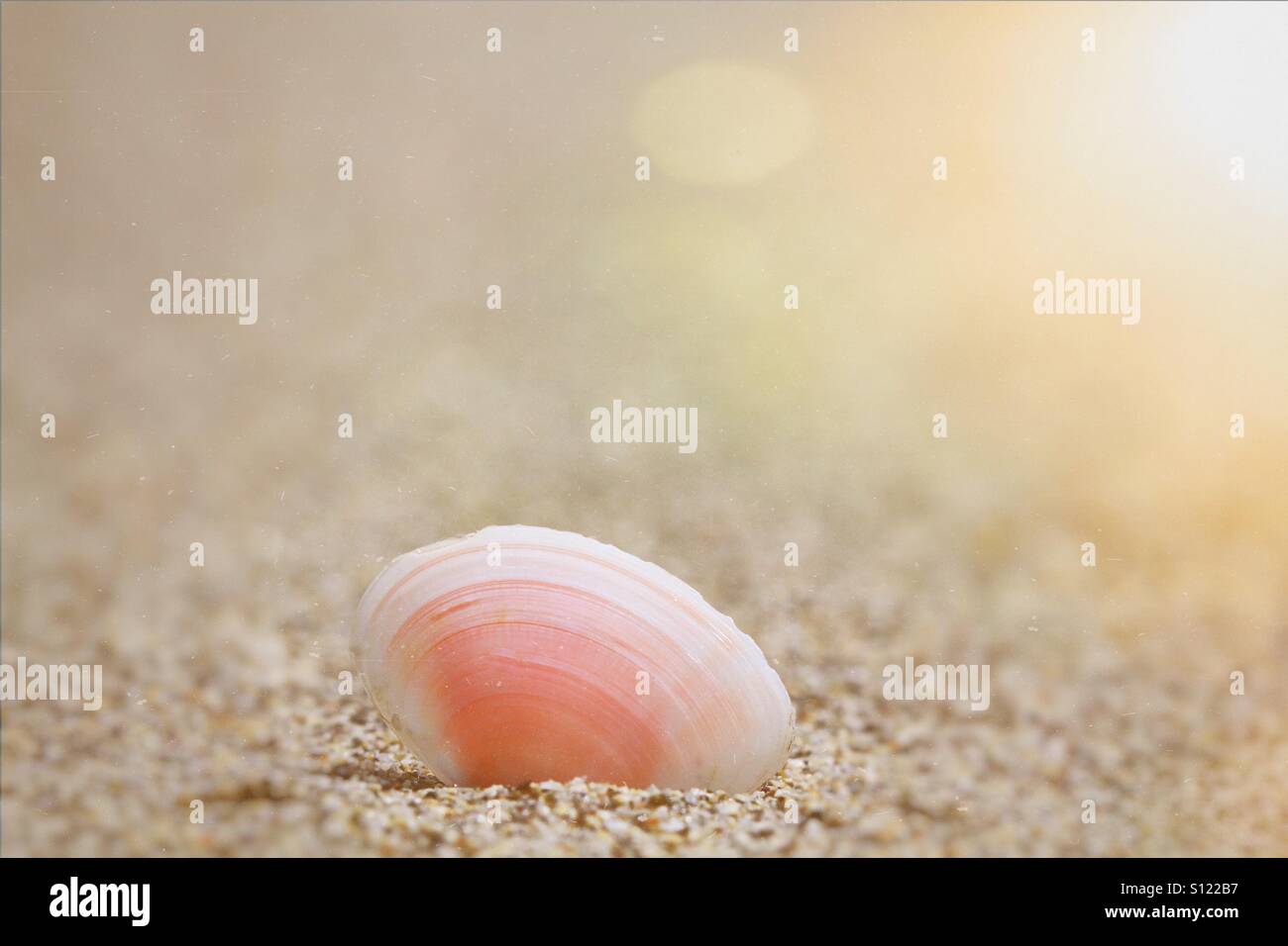 A small pink sea shell on a quiet sandy beach backlit by a golden glow from the sun. - Smartphone Captured Stock Image
