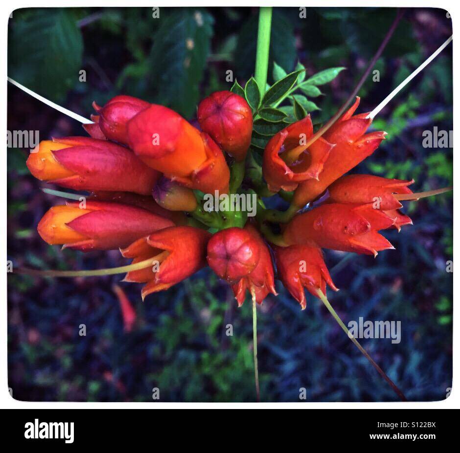 Orange weed flower Stock Photo Alamy