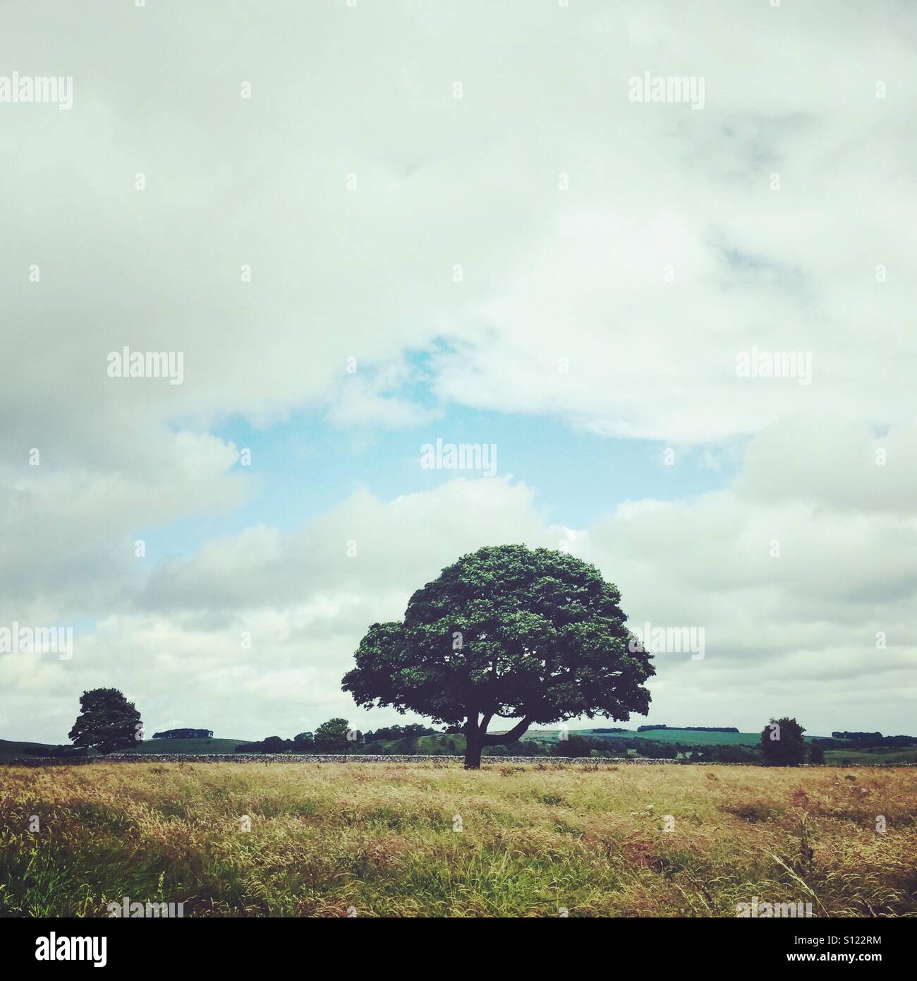 A tree in the middle of a field in Alstonefield, Peak District, Derbyshire Stock Photo