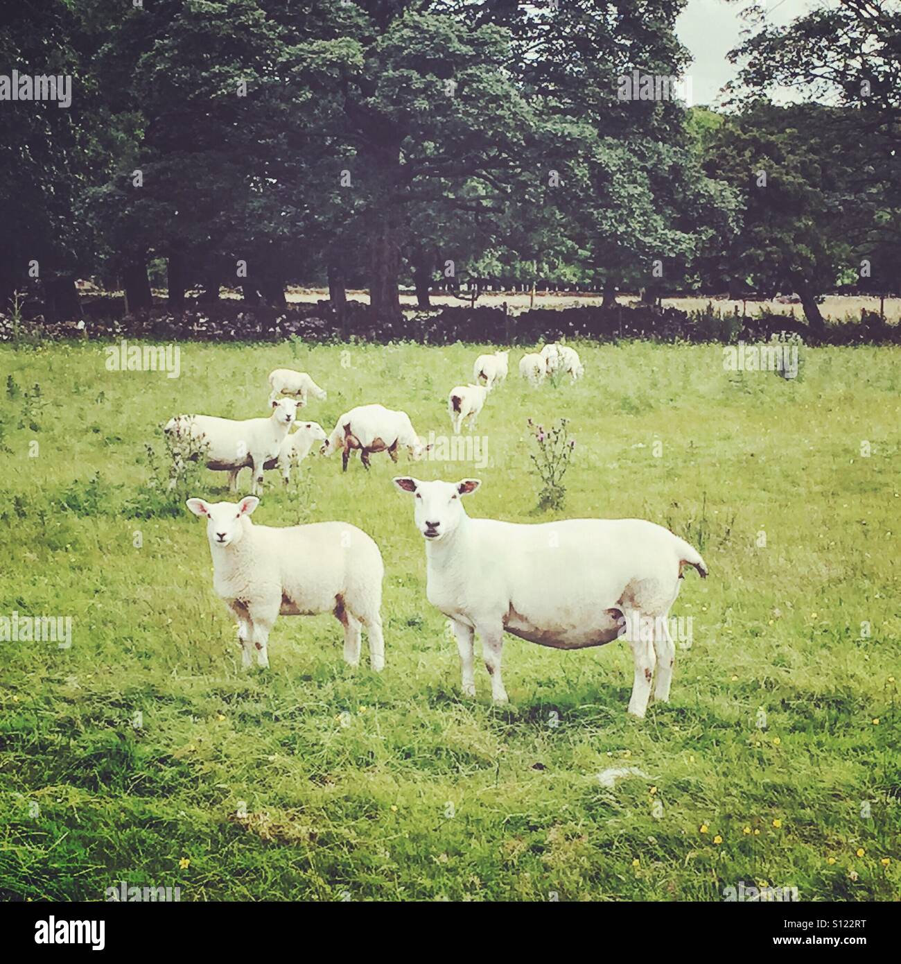 Sheep looking on whilst grazing in a field in Alstonefield, Peak District, Derbyshire Stock Photo