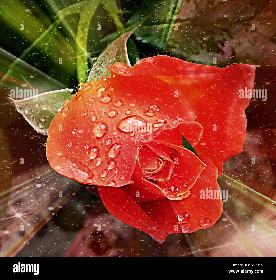 ...roses in the garden... raindrops falling on...! Stock Photo Alamy