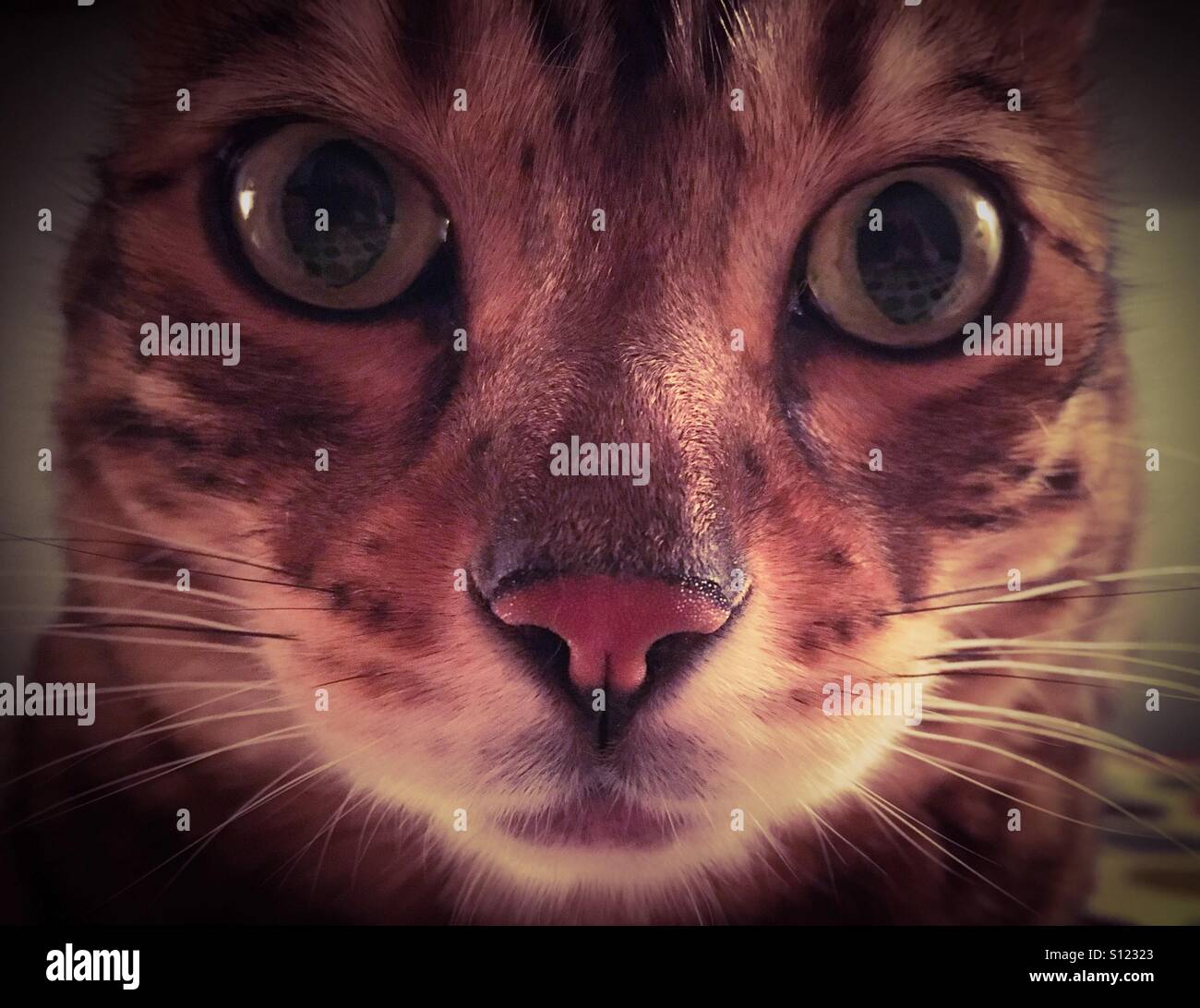 A close up portrait of a Brown Spotted Bengal Cat who is looking into the camera. - Smartphone Captured Stock Image