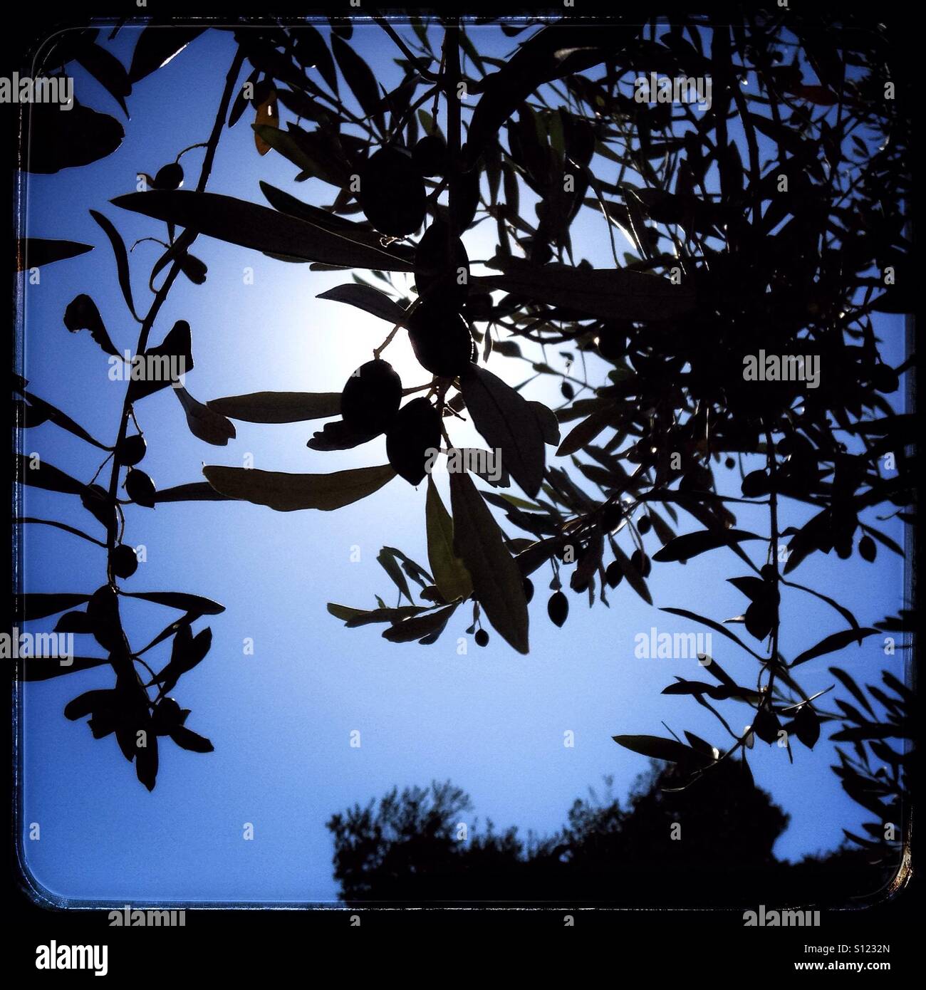 Sun filters through olive branches, Catalonia, Spain. - Smartphone Captured Stock Image