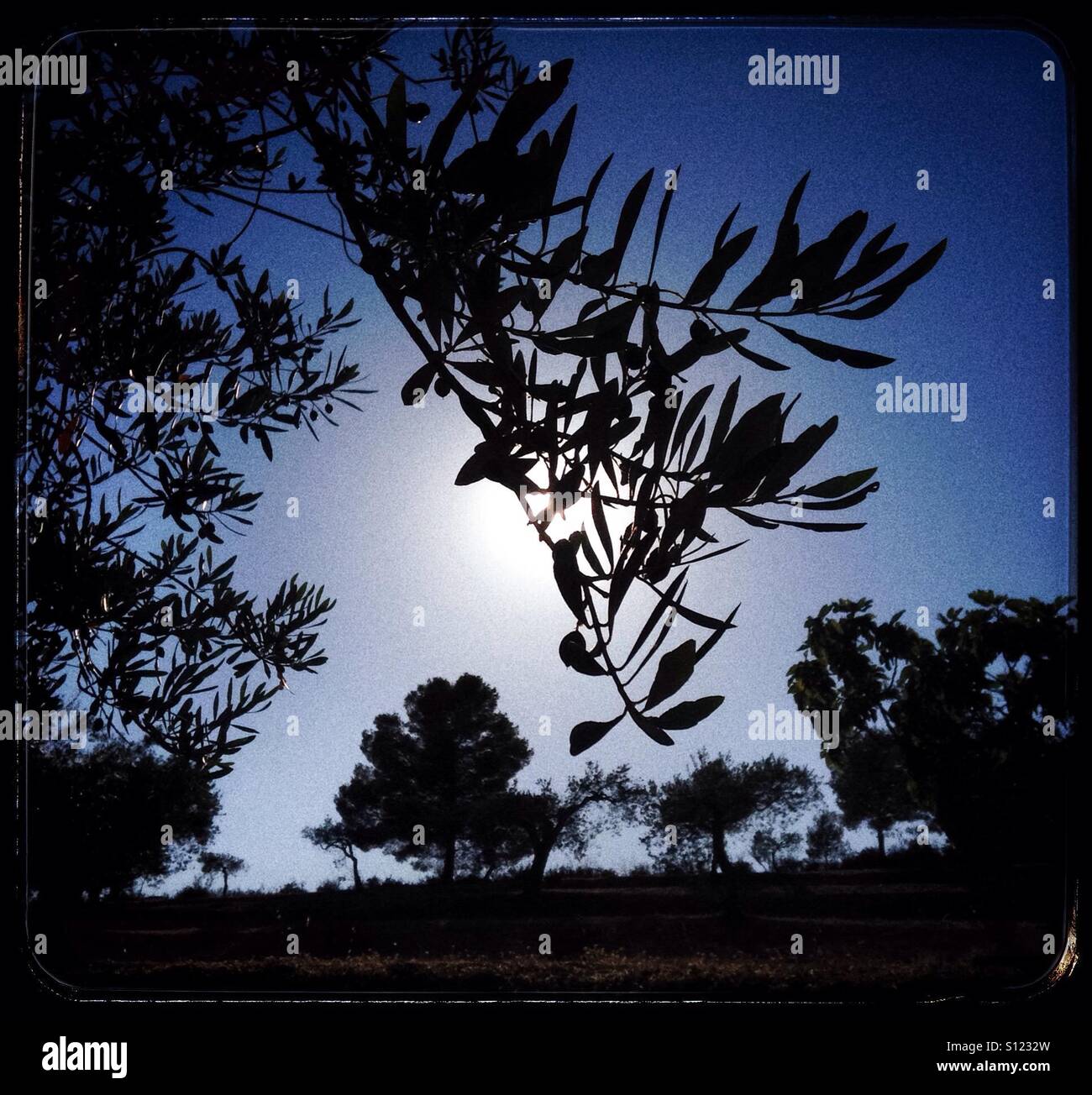 Sun filters through olive branches, Catalonia, Spain. - Smartphone Captured Stock Image