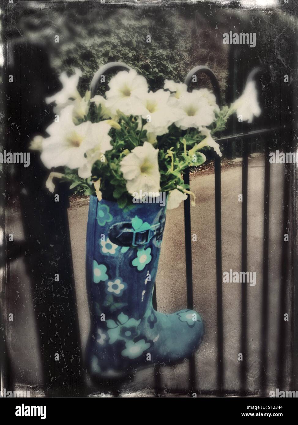 Petunias growing in a Wellington boot hanging on railings Stock Photo ...