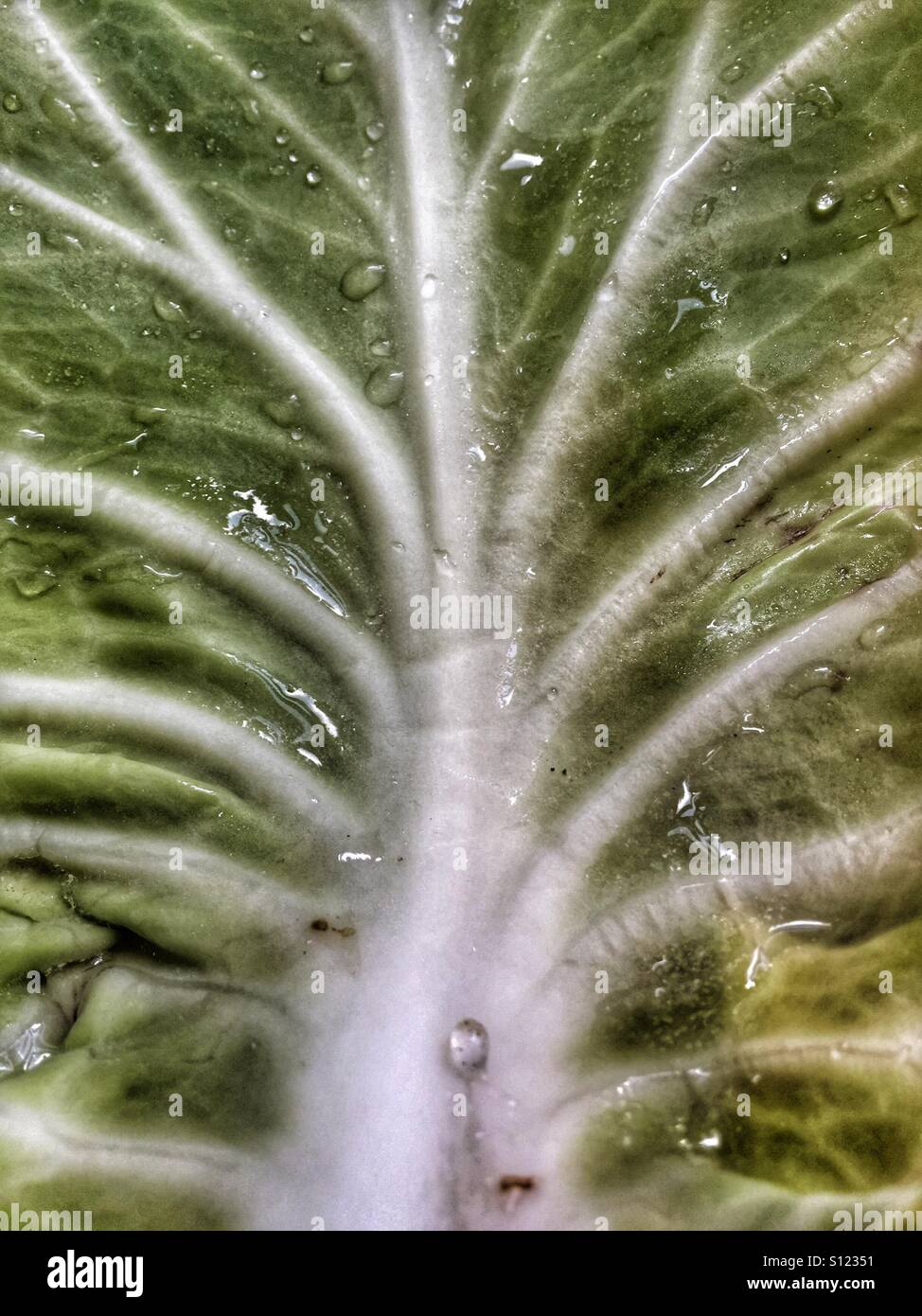 Cabbage - Smartphone Captured Stock Image