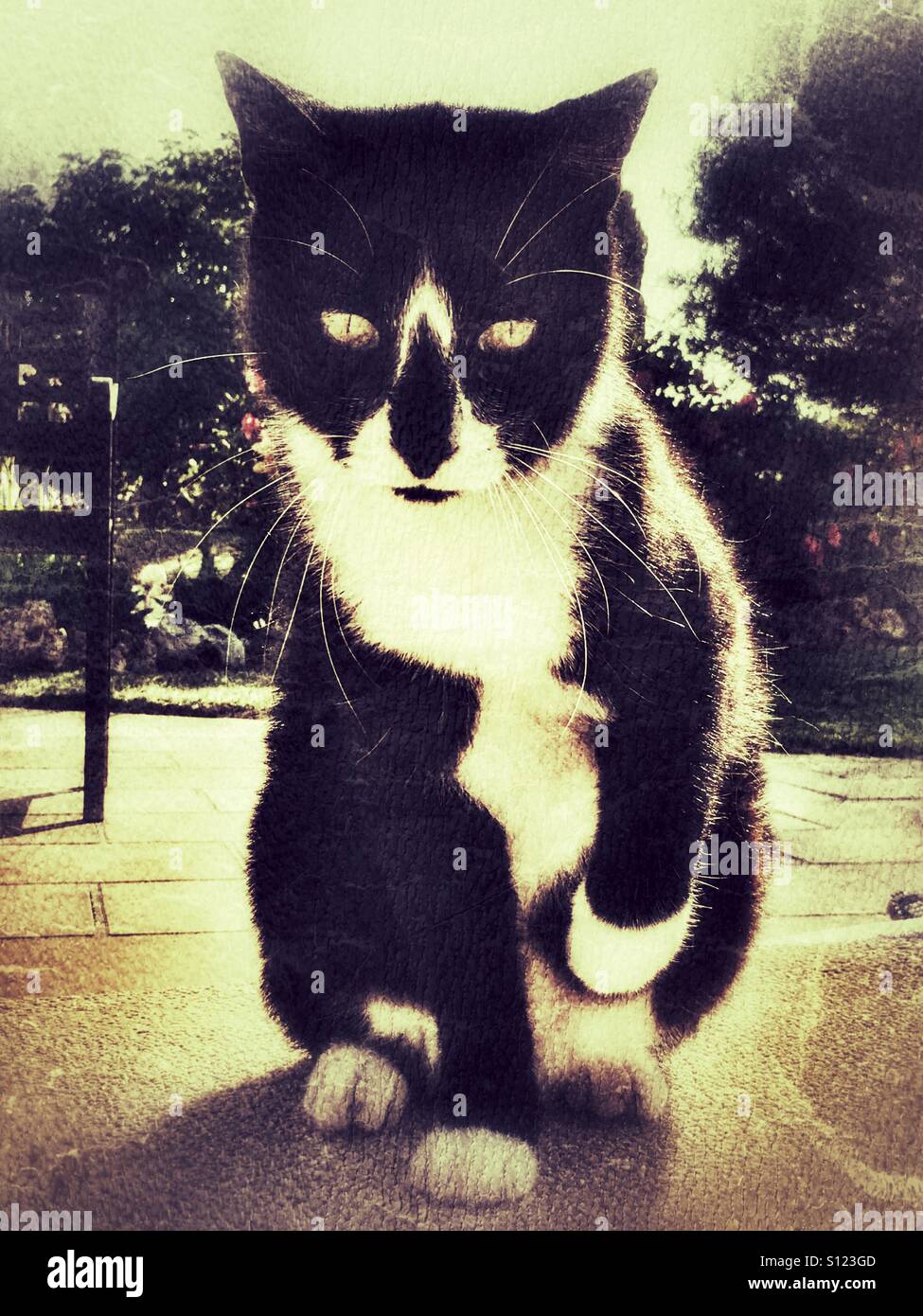 Black & white cat, sitting outdoors - Smartphone Captured Stock Image
