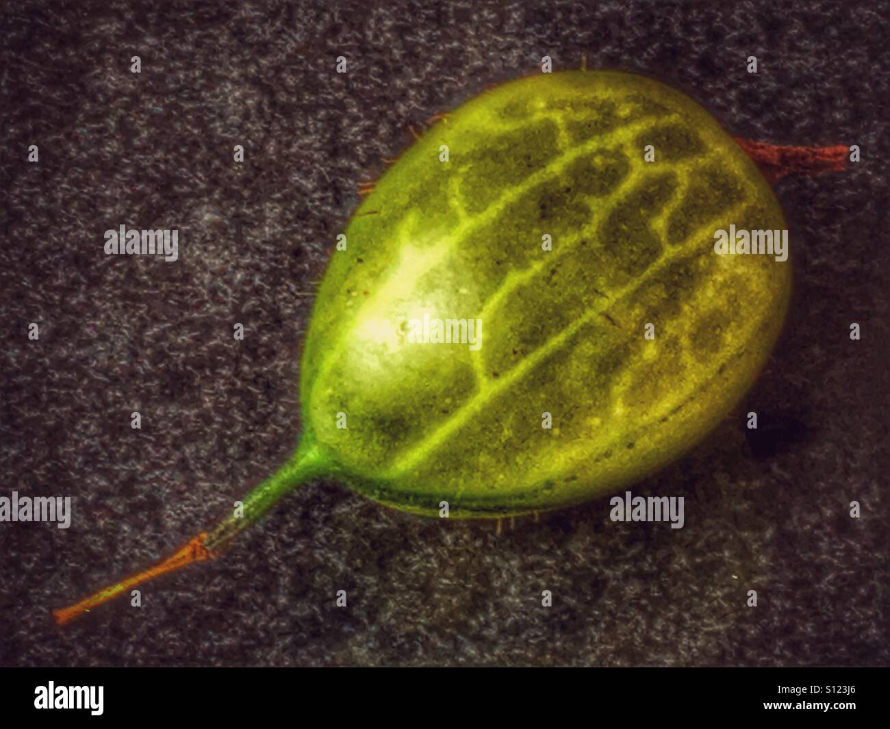 Gooseberry - Smartphone Captured Stock Image