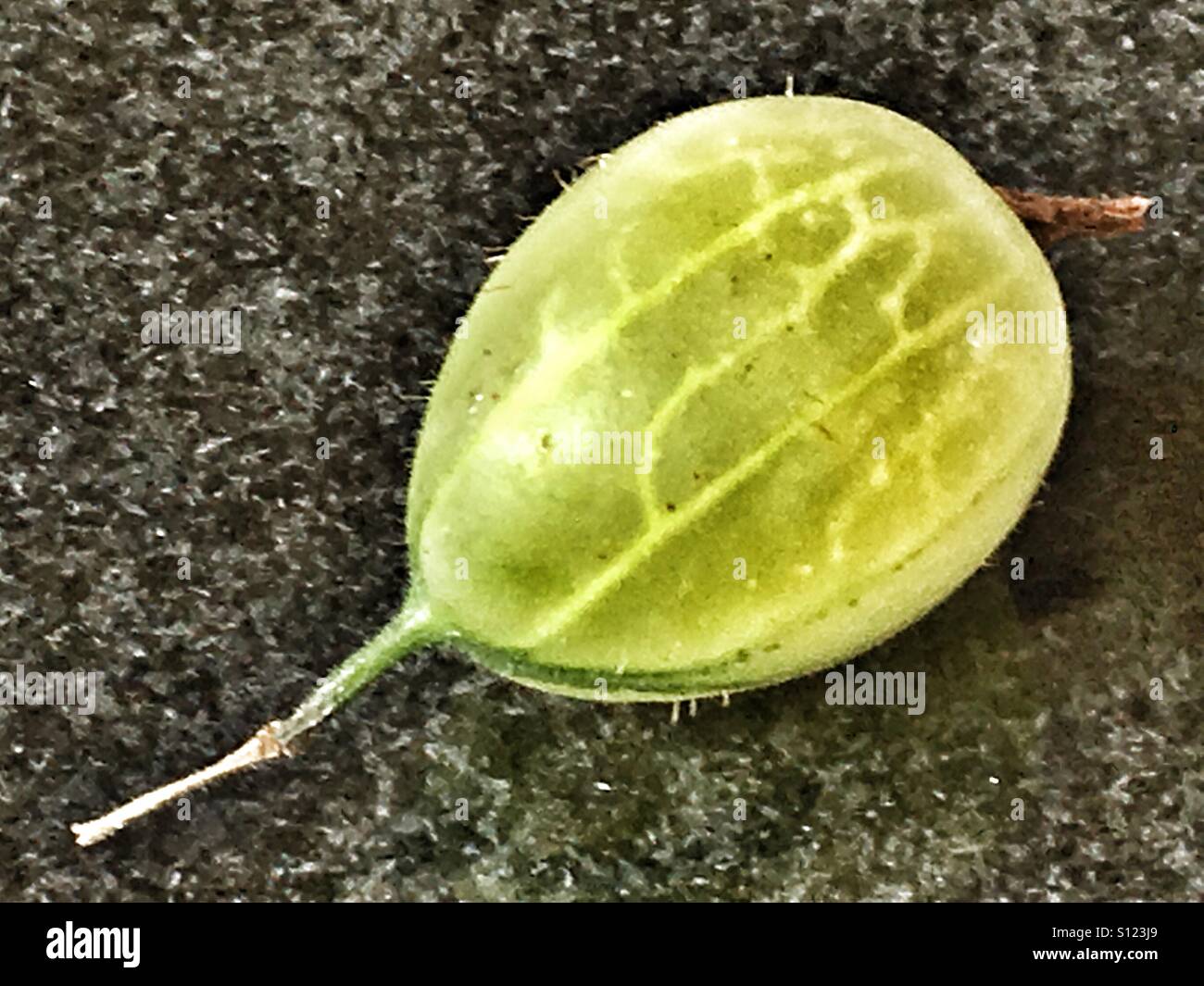Gooseberry - Smartphone Captured Stock Image