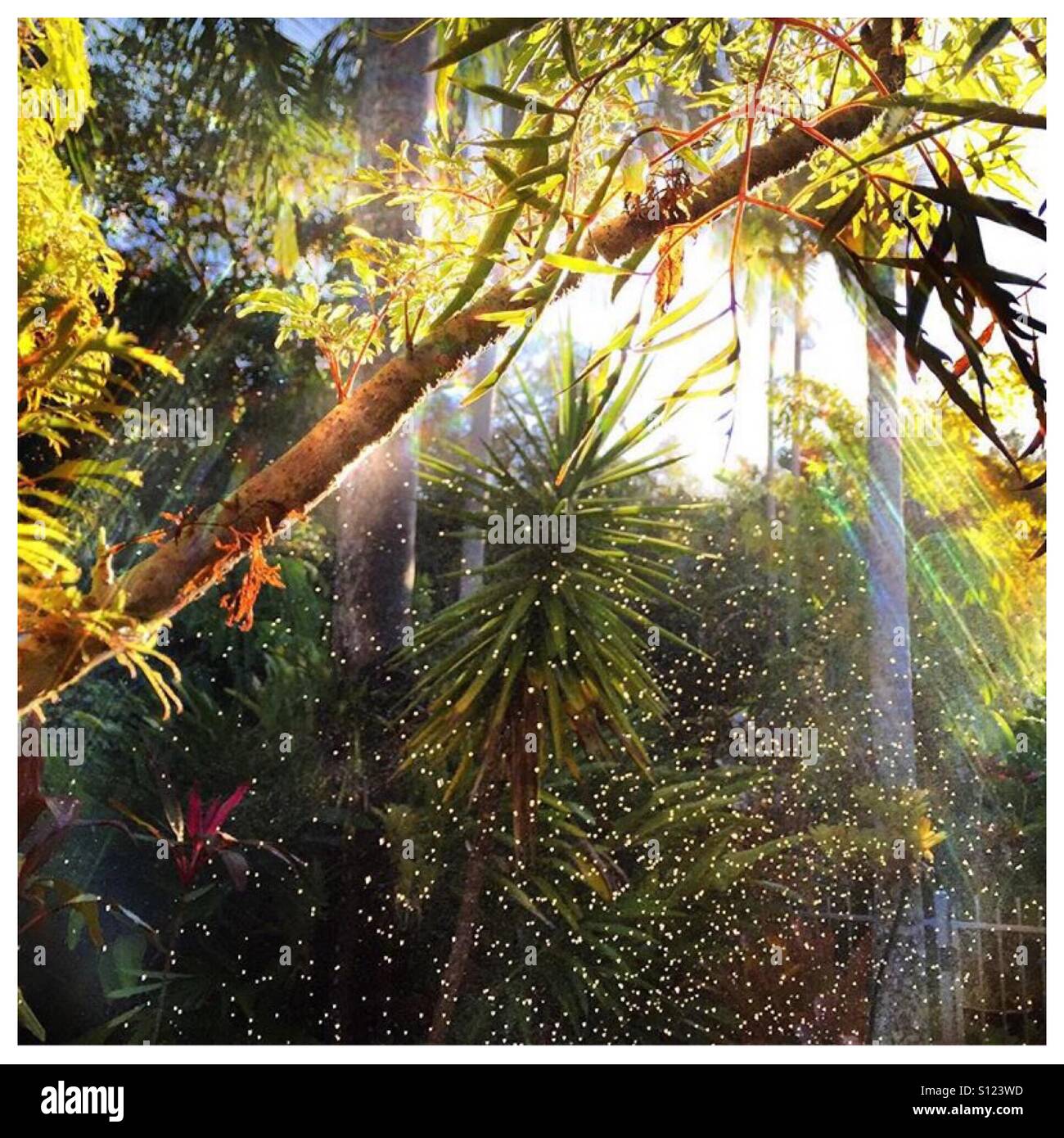 Tropical plants in the rain Stock Photo Alamy
