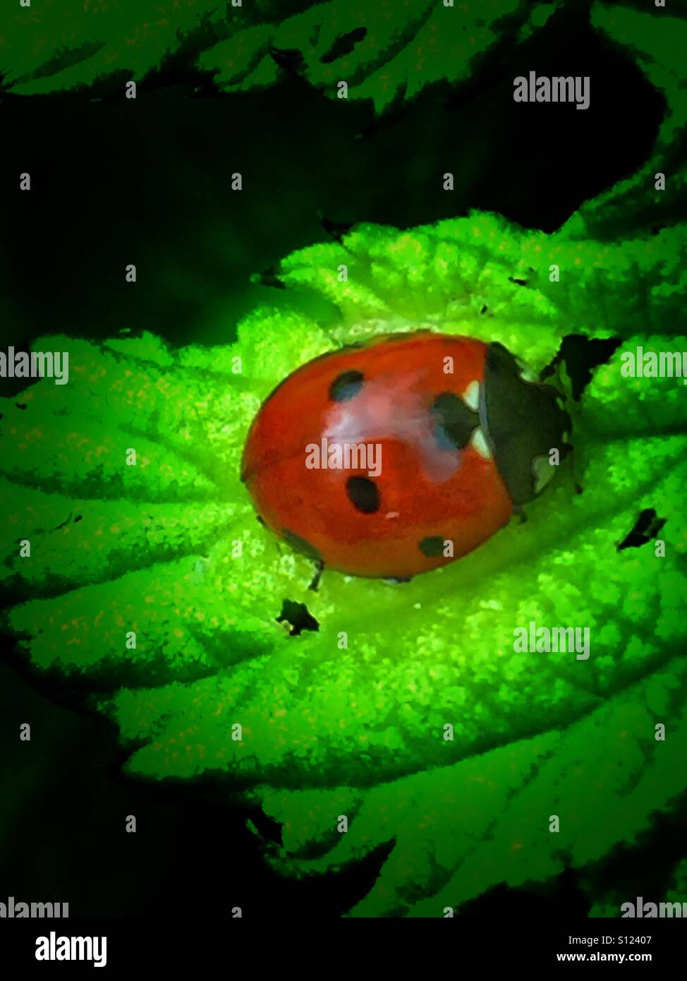 Ladybug on leaf - Smartphone Captured Stock Image