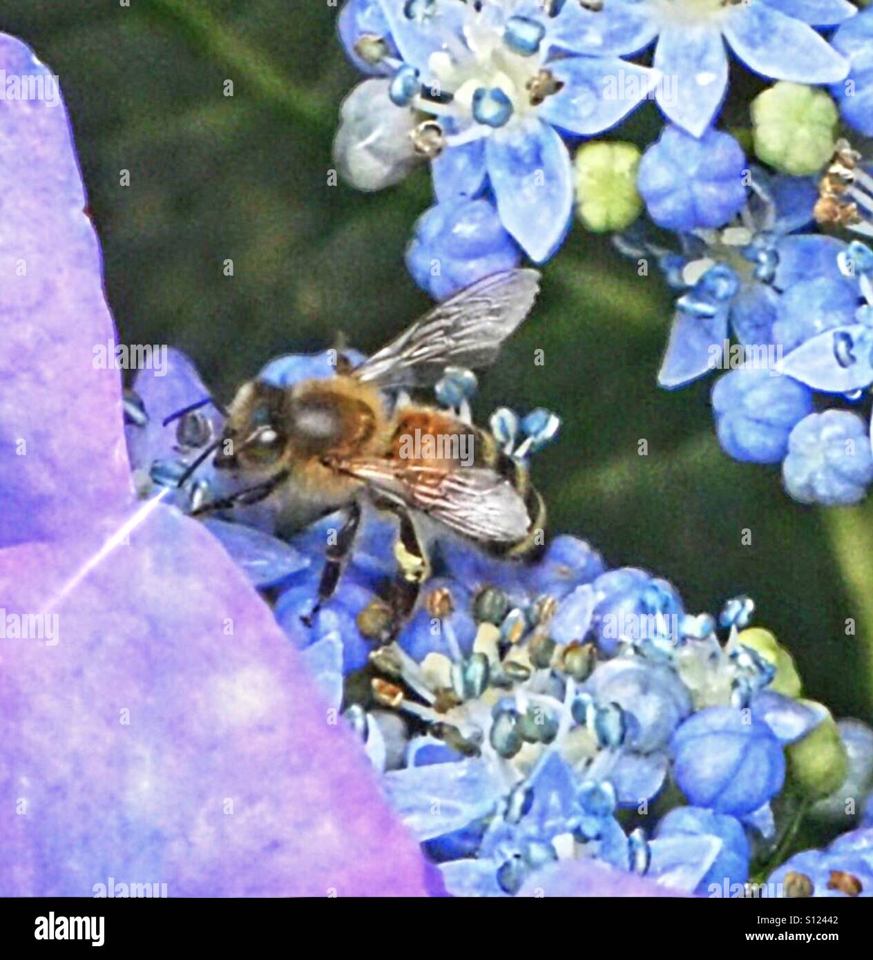 ... honeybee and the flowers (hydrangea) Stock Photo