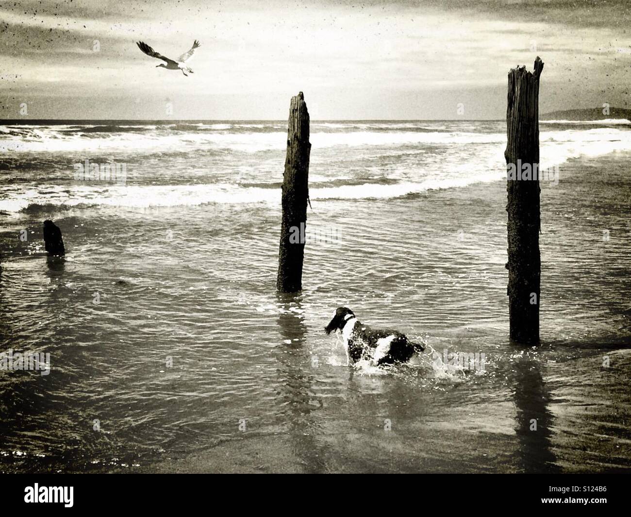 English Springer Spaniel flushes a Seagull on a Northern California Beach - Smartphone Captured Stock Image