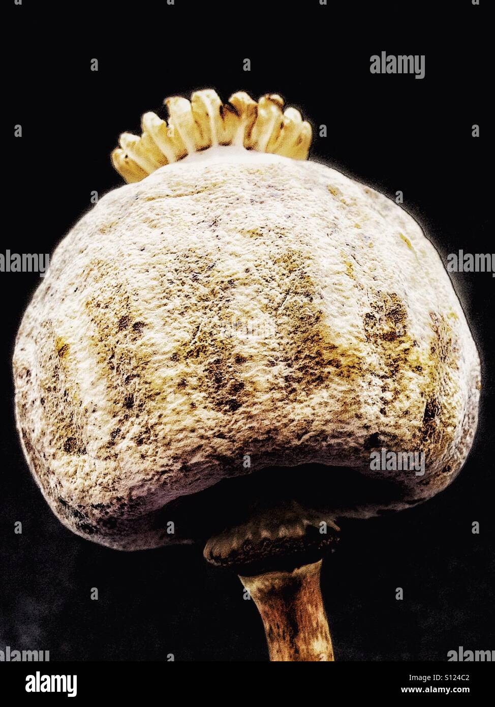 Poppy seed head Stock Photo Alamy