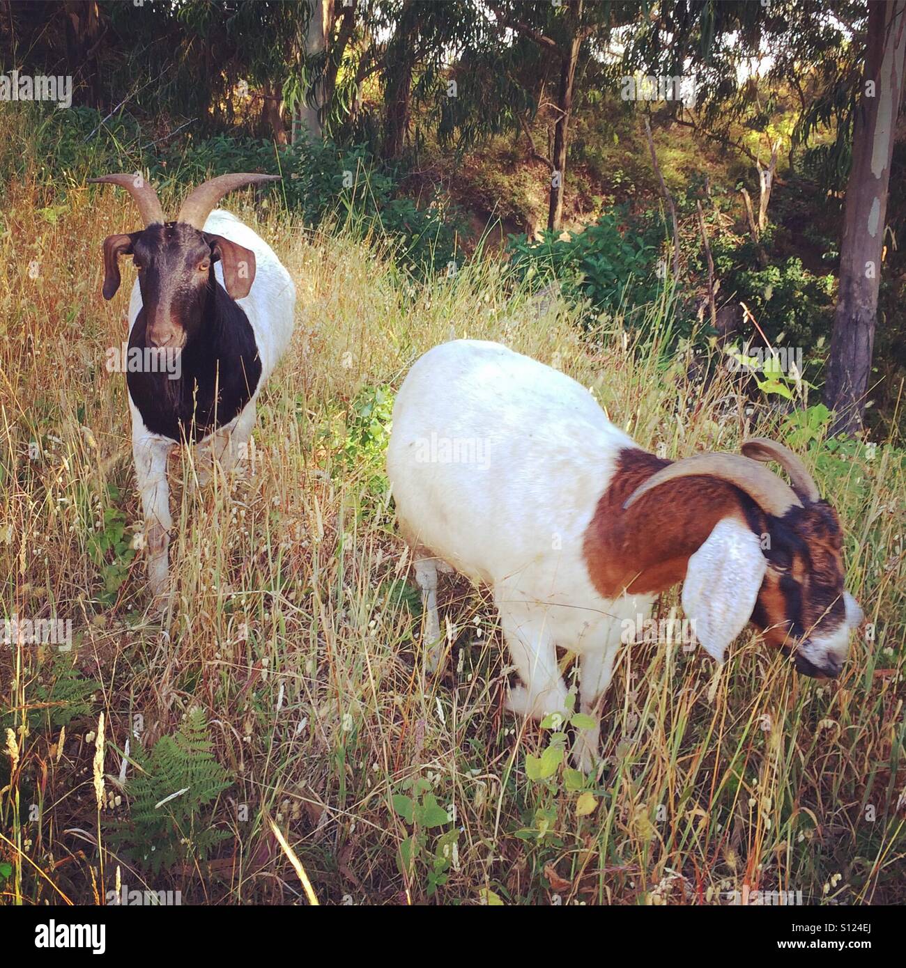 Goats in grass - Smartphone Captured Stock Image