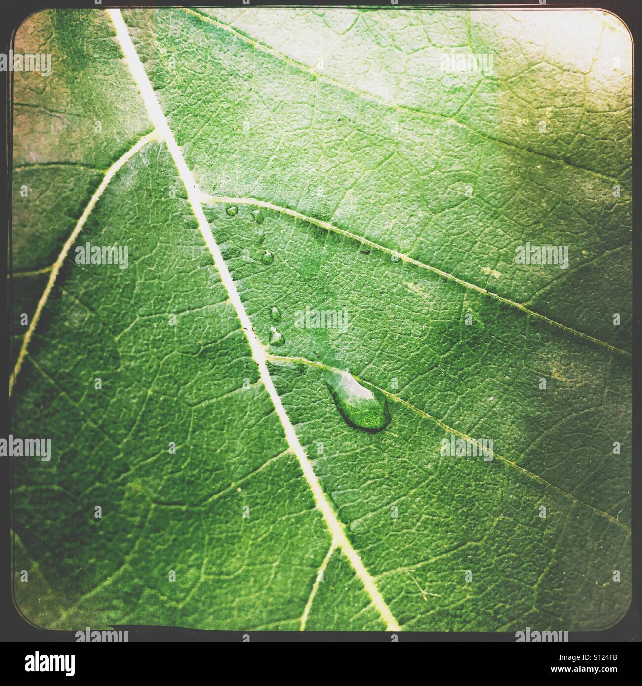 A sunflower leaf with the first drop of rain. - Smartphone Captured Stock Image