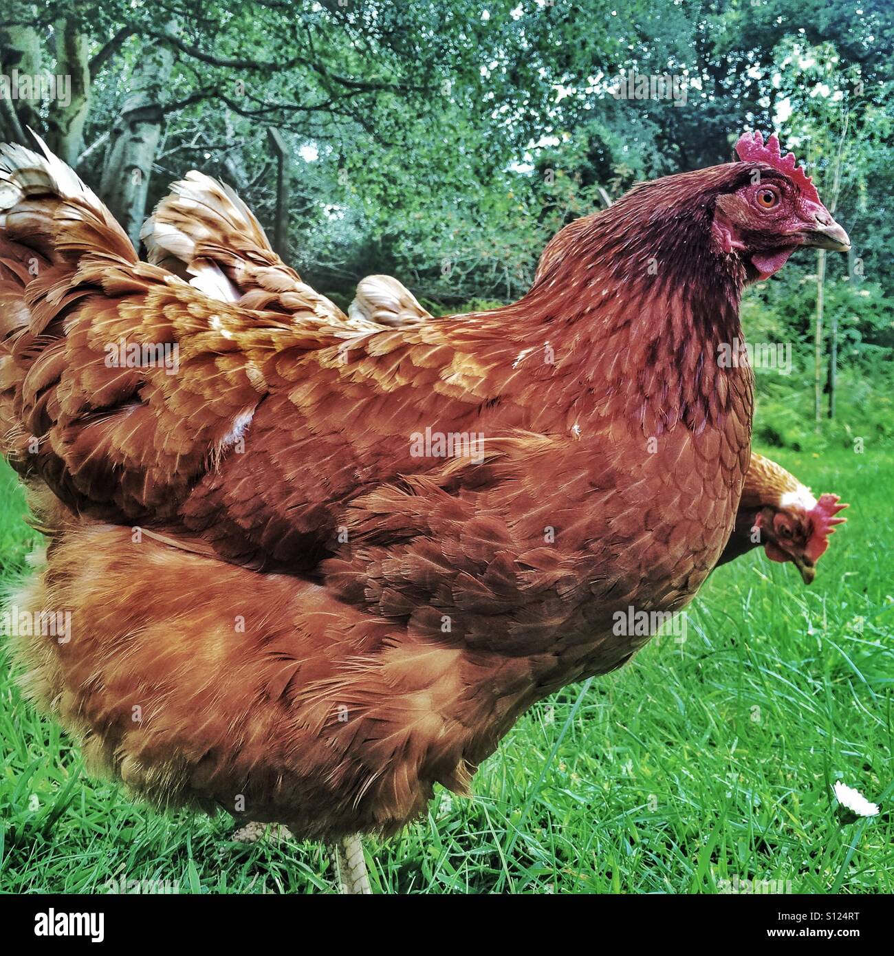 A free range chicken Stock Photo Alamy