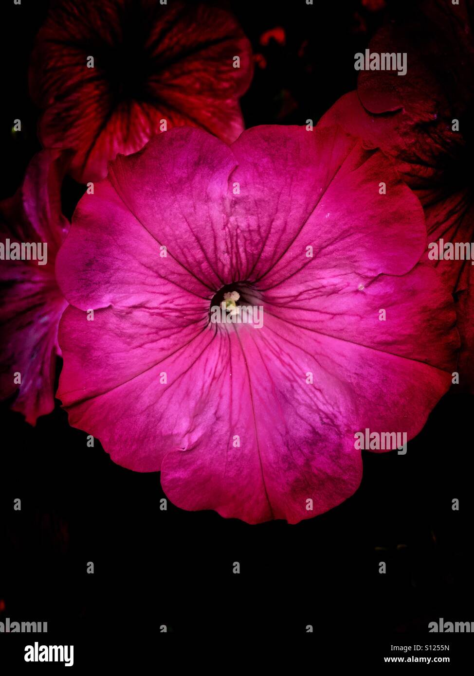 Pink petunia - Smartphone Captured Stock Image