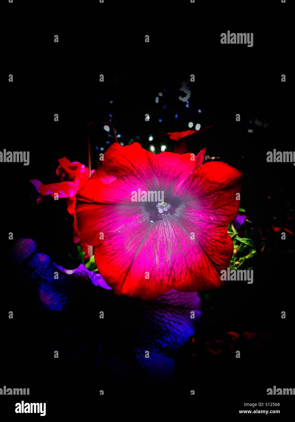 Red and pink petunia - Smartphone Captured Stock Image