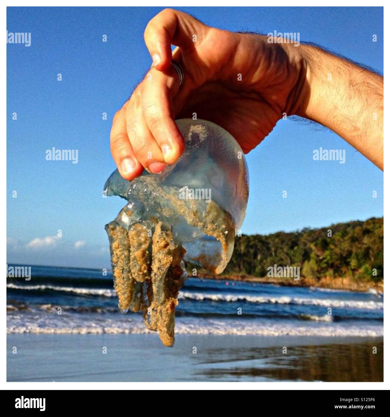 Jellyfish on the beach Stock Photo Alamy