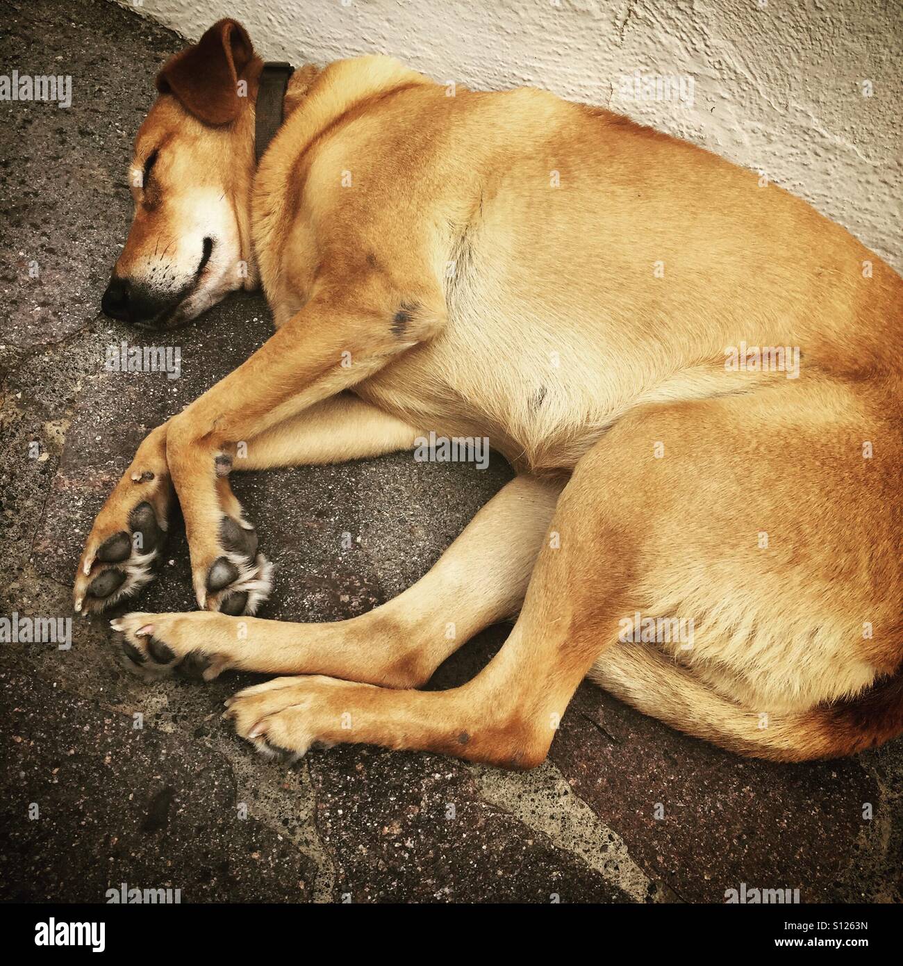 Sleepy old dog - Smartphone Captured Stock Image