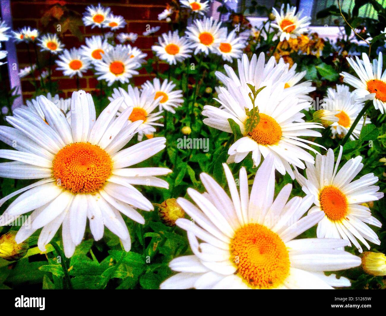 Oxaye Oxeye daisy blooms hi-res stock photography and images - Alamy
